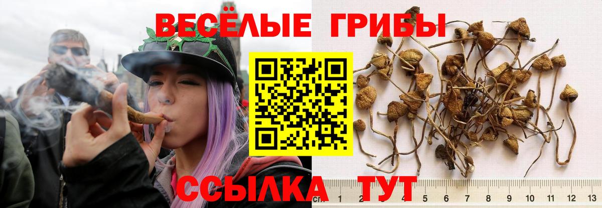 Псилоцибиновые грибы Psilocybe  Псилоцибиновые грибы мухоморы  Мелеуз  где купить наркоту  Вход с VPN 